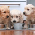 How Much Should a 7 Month Old Golden Retriever Eat