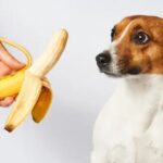 Can Puppies Eat Banana Peels